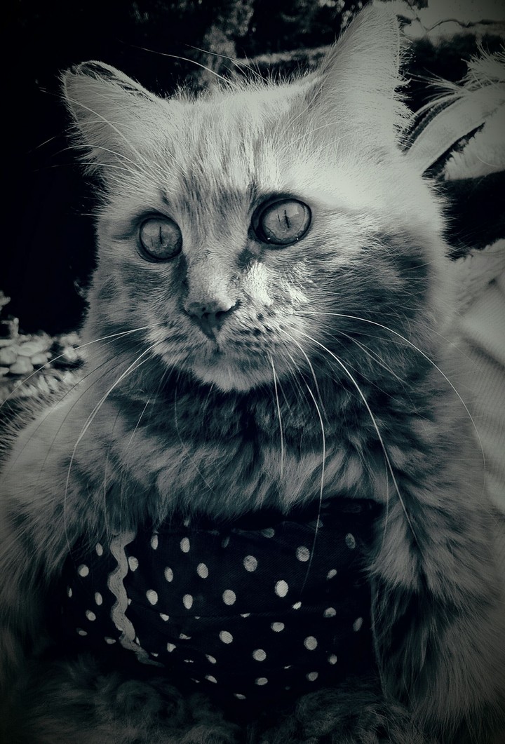 Mister Frodo