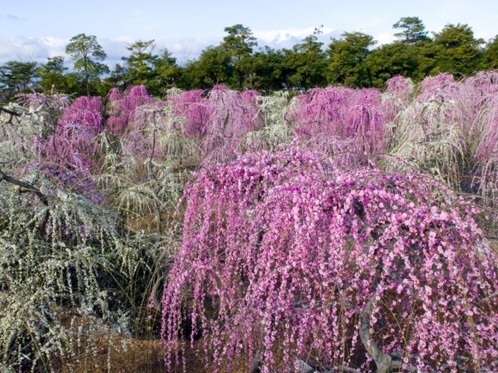 willowy plum