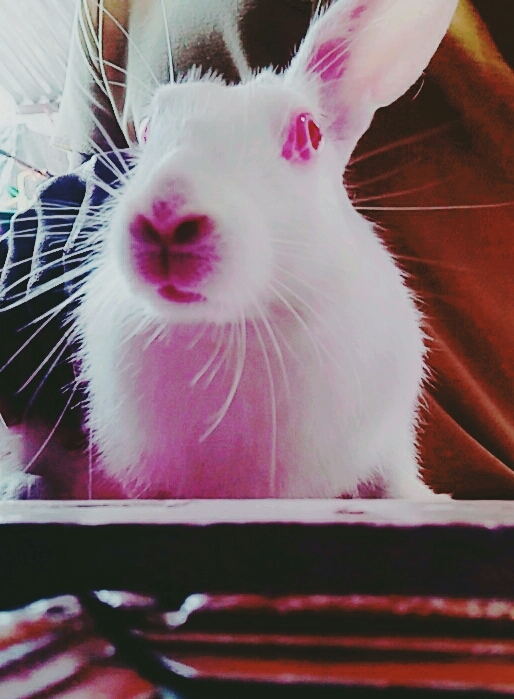 my rabbit