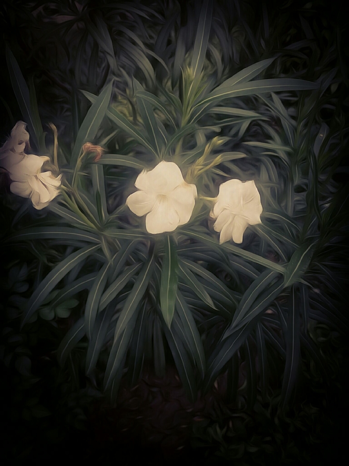 whitness