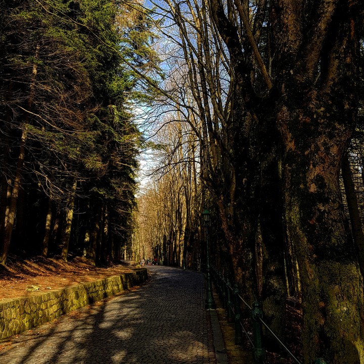 Forrest