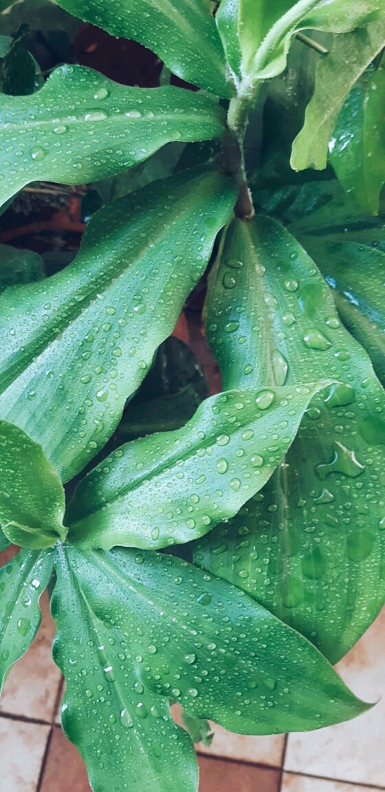 Morning dew
