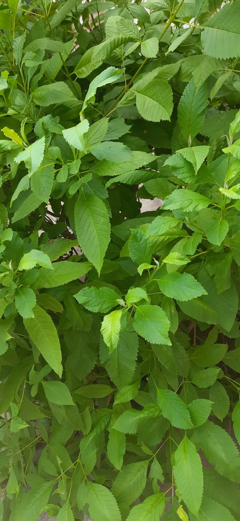 nature