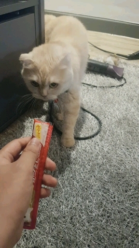 보리