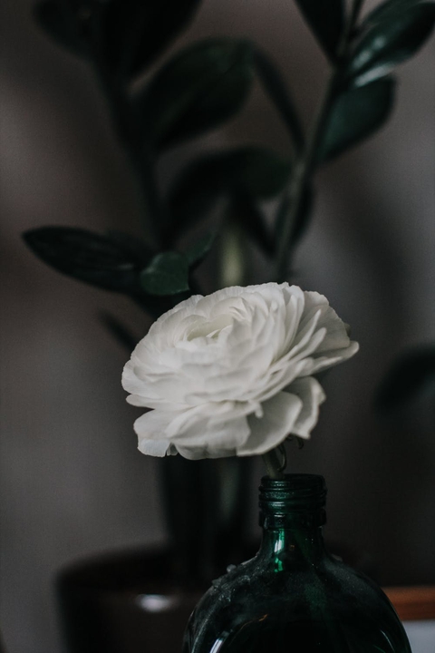 wallpaper petal, White