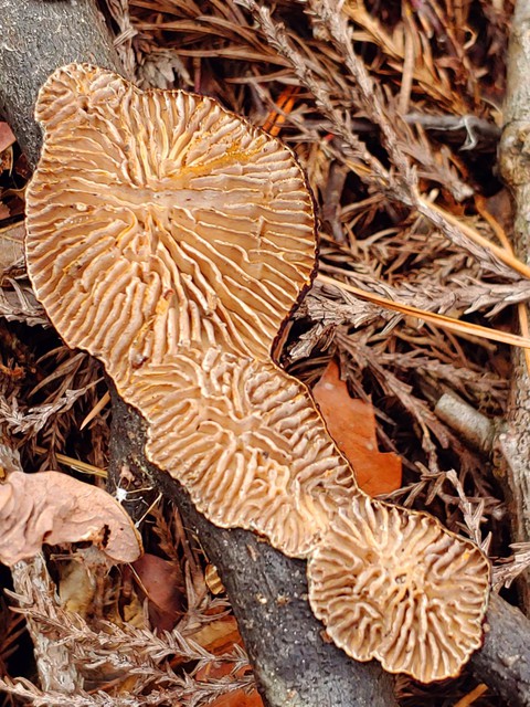 agaricomycetes, agaricaceae wallpapers