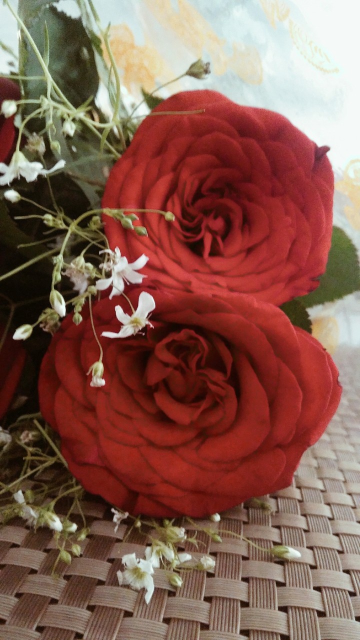 love roses