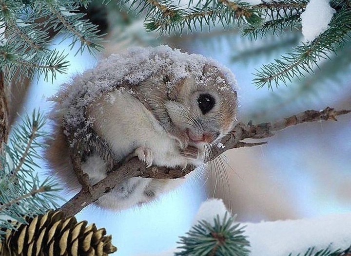Бельчонок