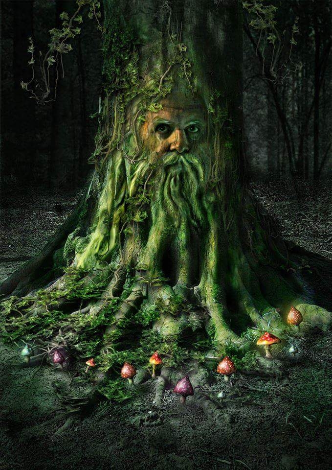 Mushroom Magic