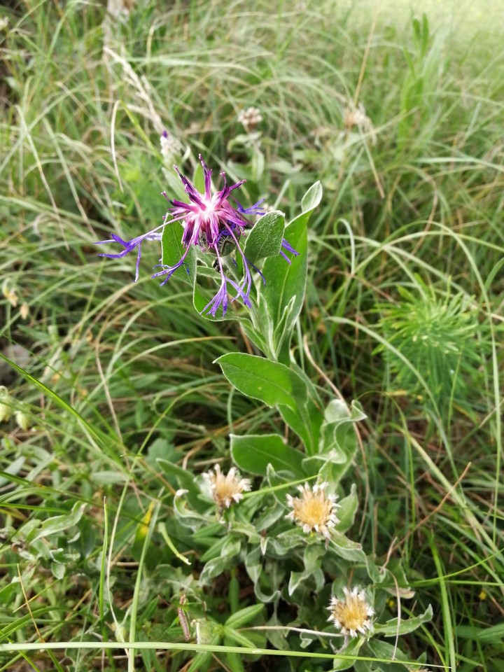 Flowers  on the Mountain