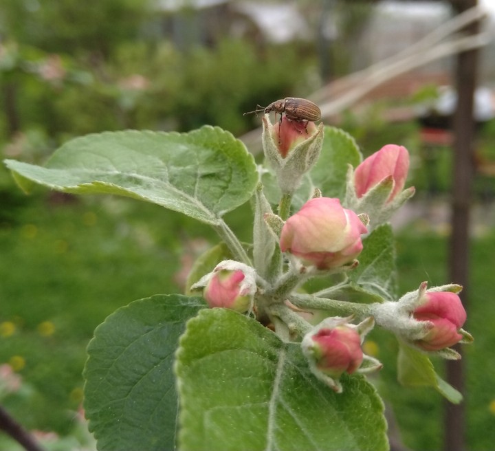 Яблоня и жук - Apple tree and beetle
