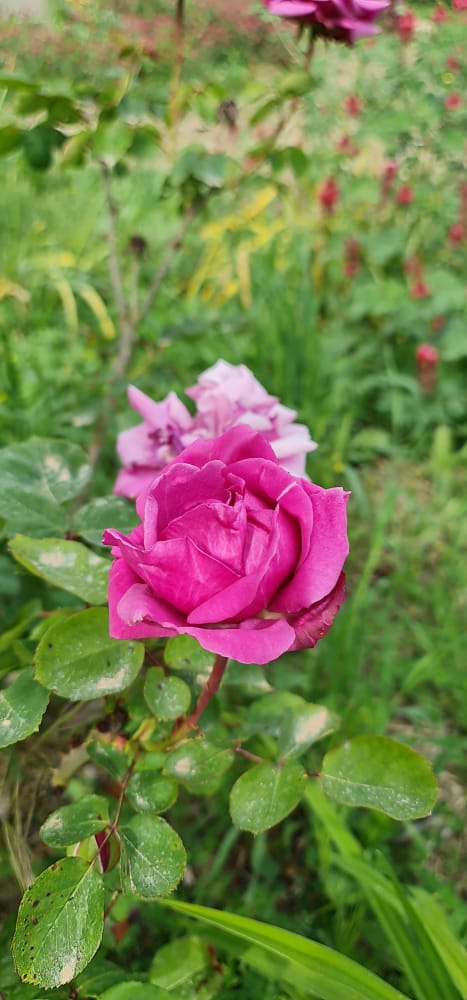 flora