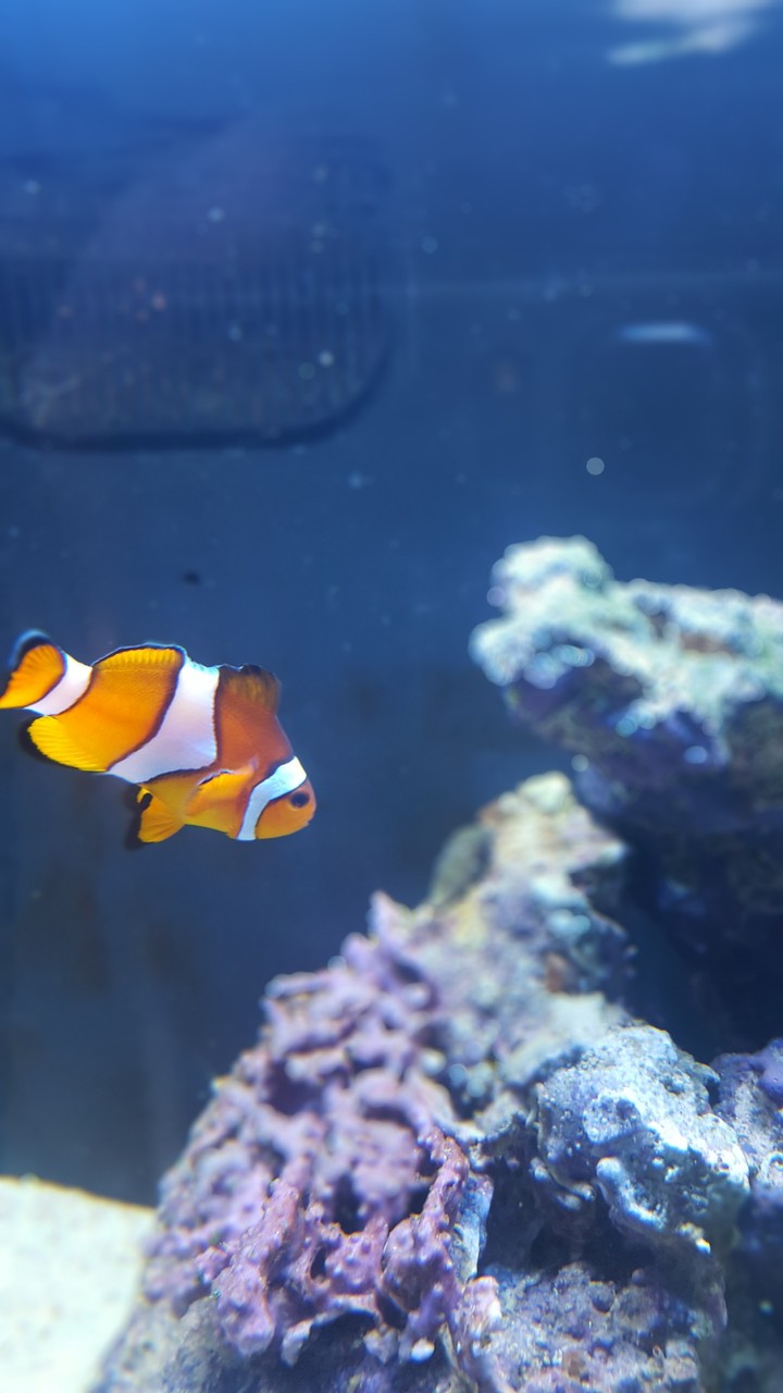 Nemo