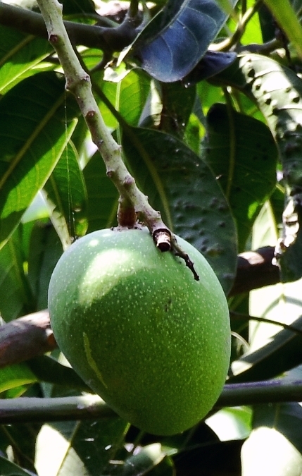 mango