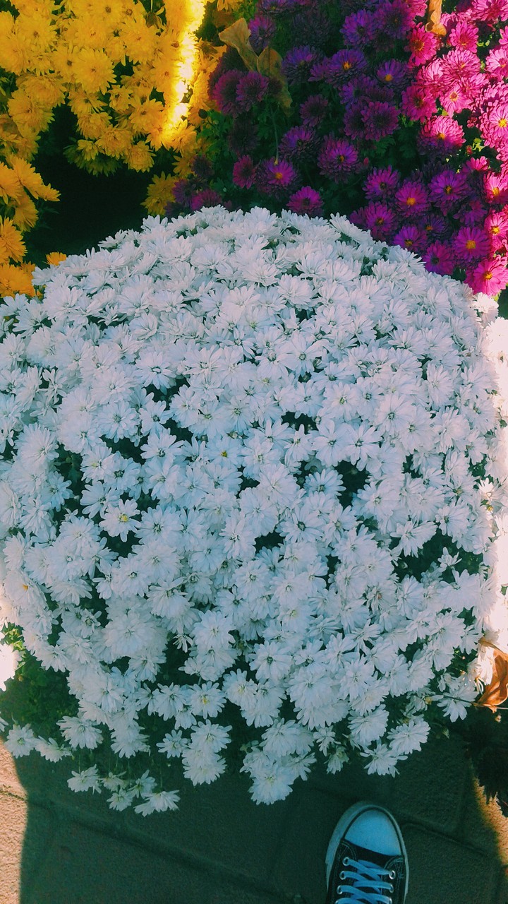 Flowers