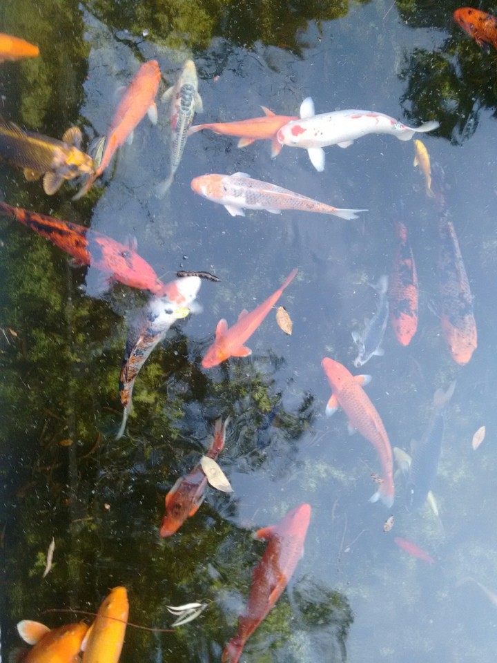 peixes