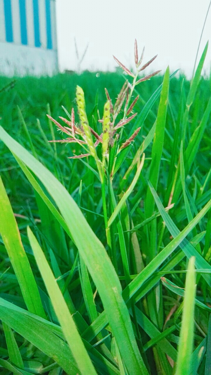 nature rk