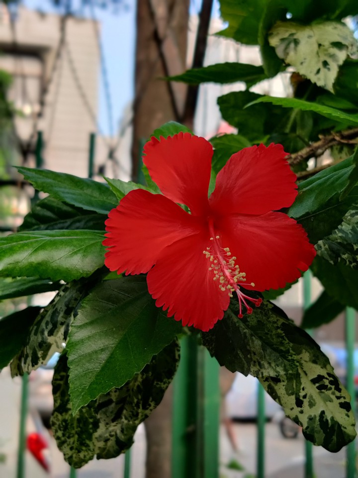 hibiscus?