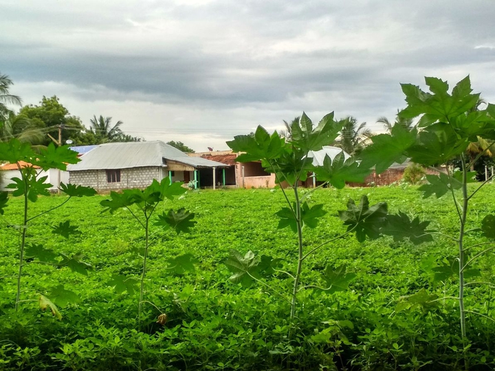 Plant