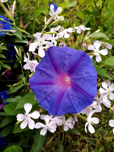 #white&blue