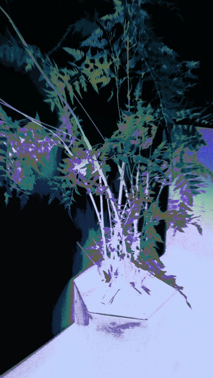 pot
