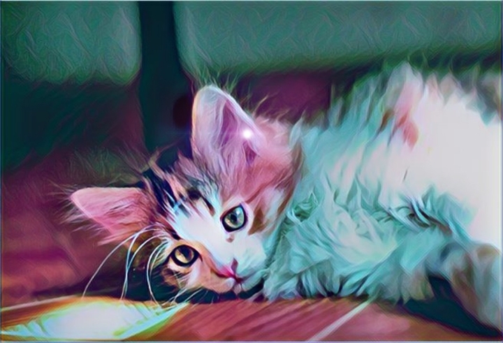 chat couleur