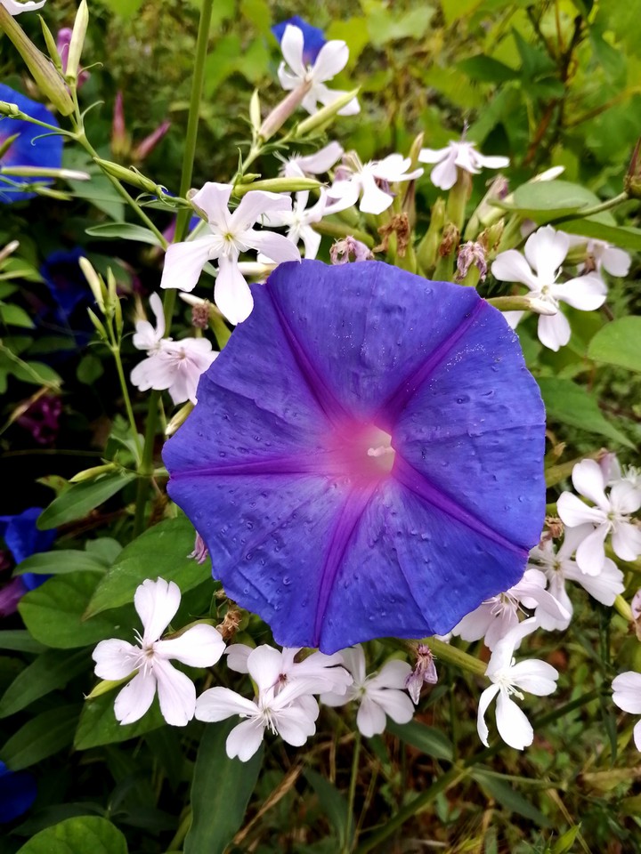 #white&blue