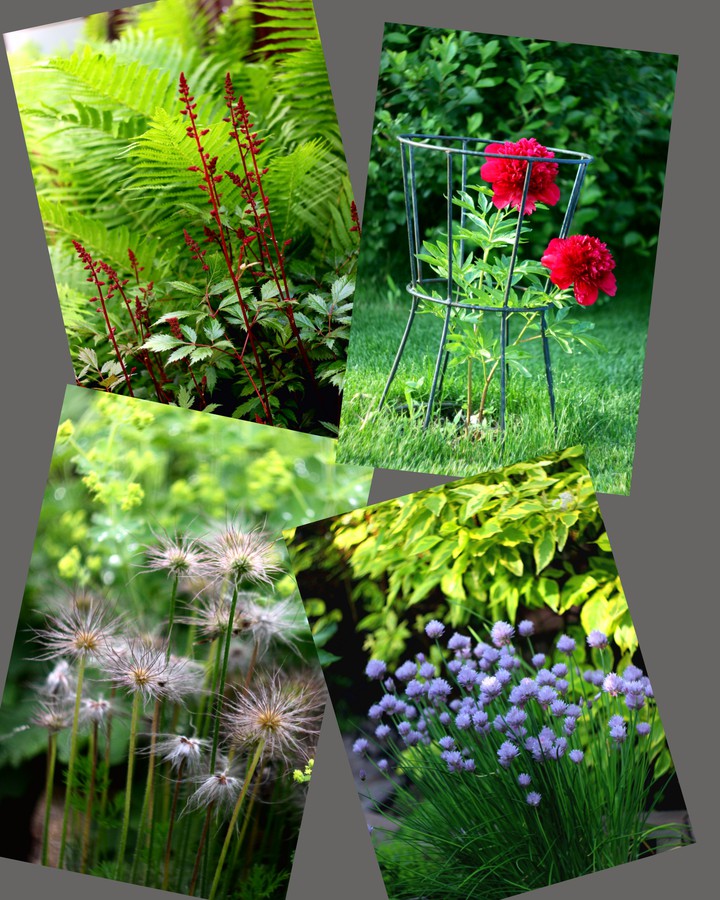 Freestyle. Landscape plants