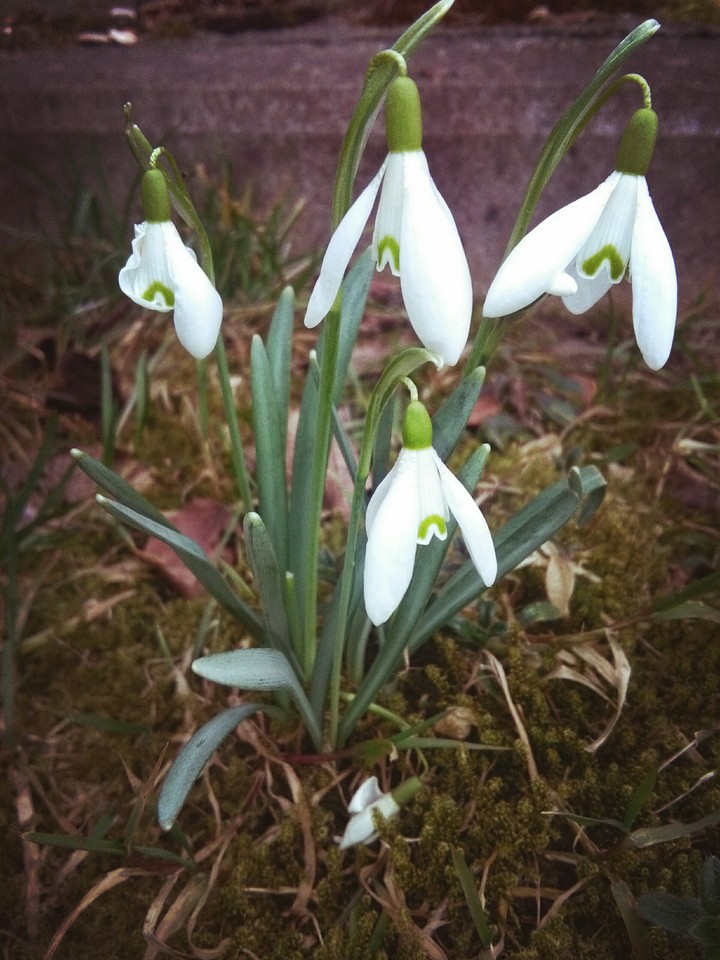 Sweet Flowers