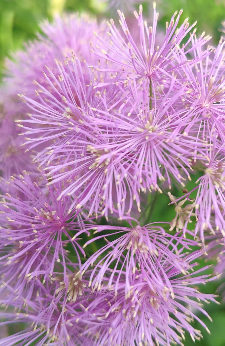 Violet flower