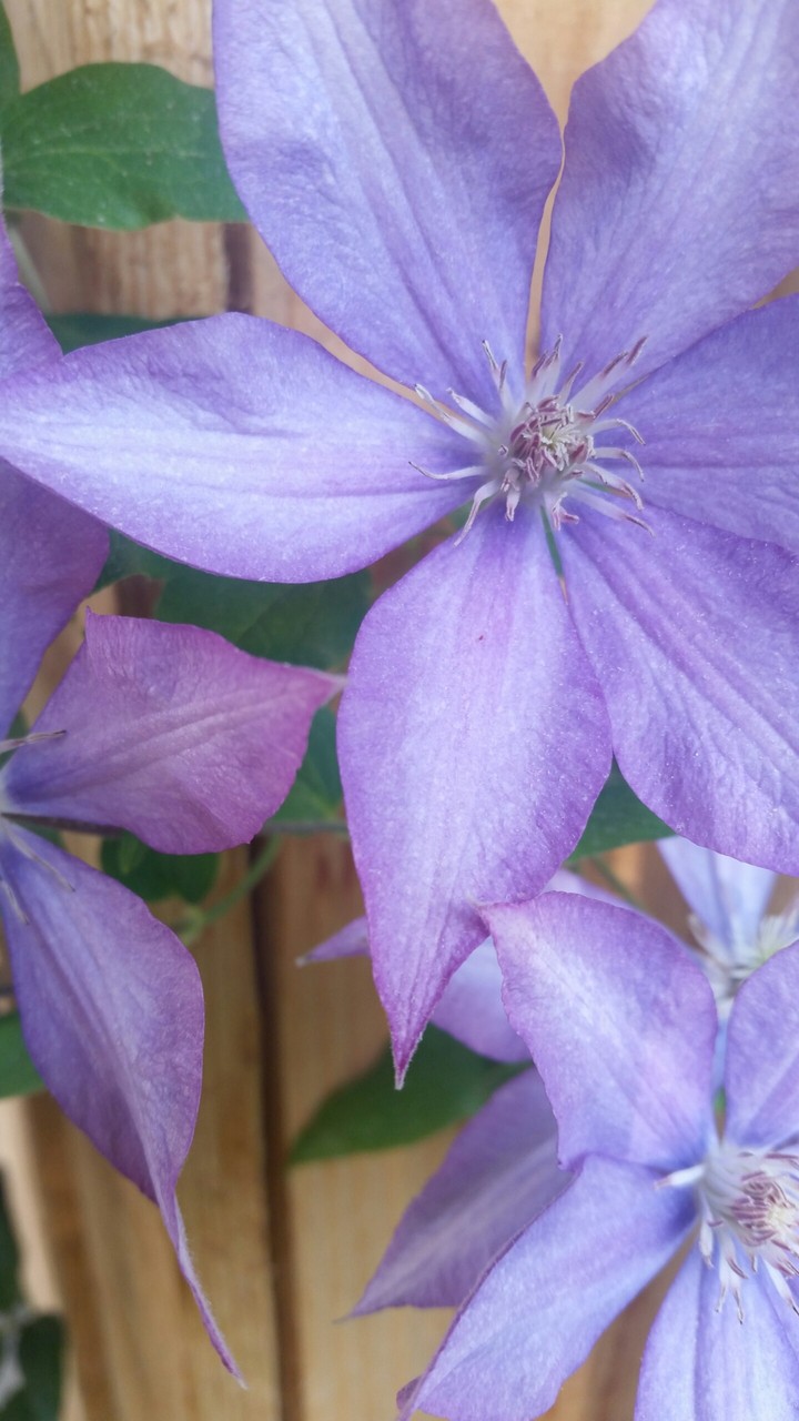 purple flowers