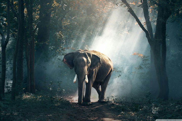 Elephant wild
