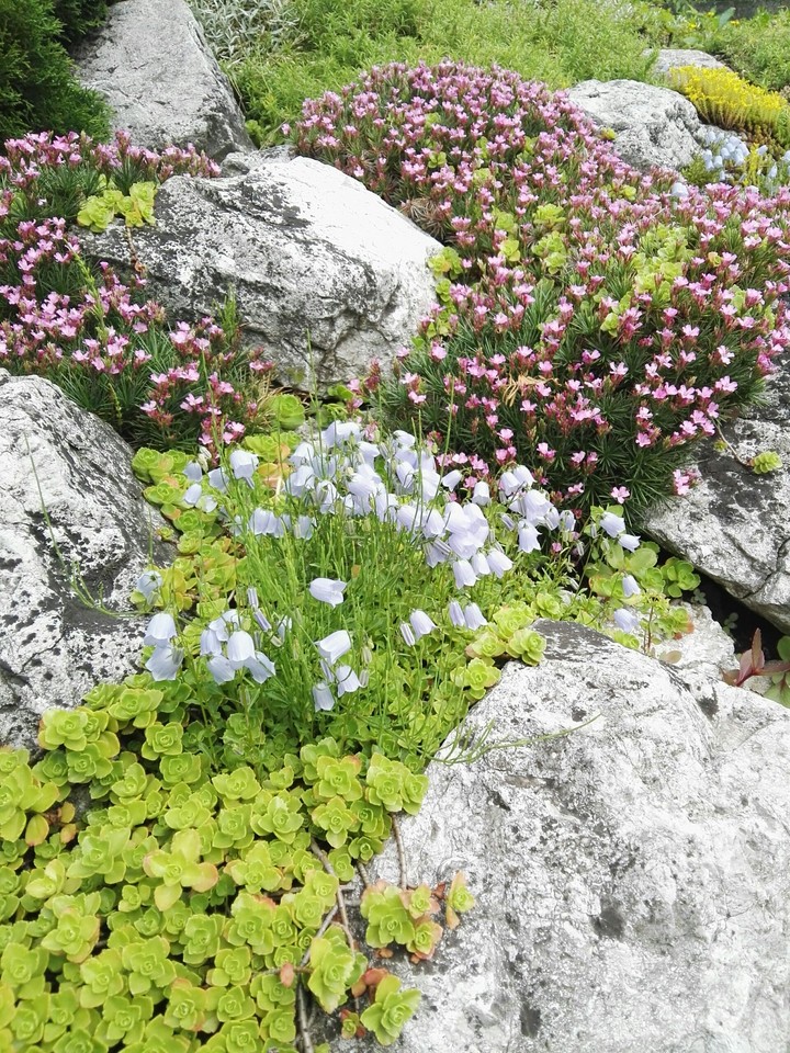 Flower's