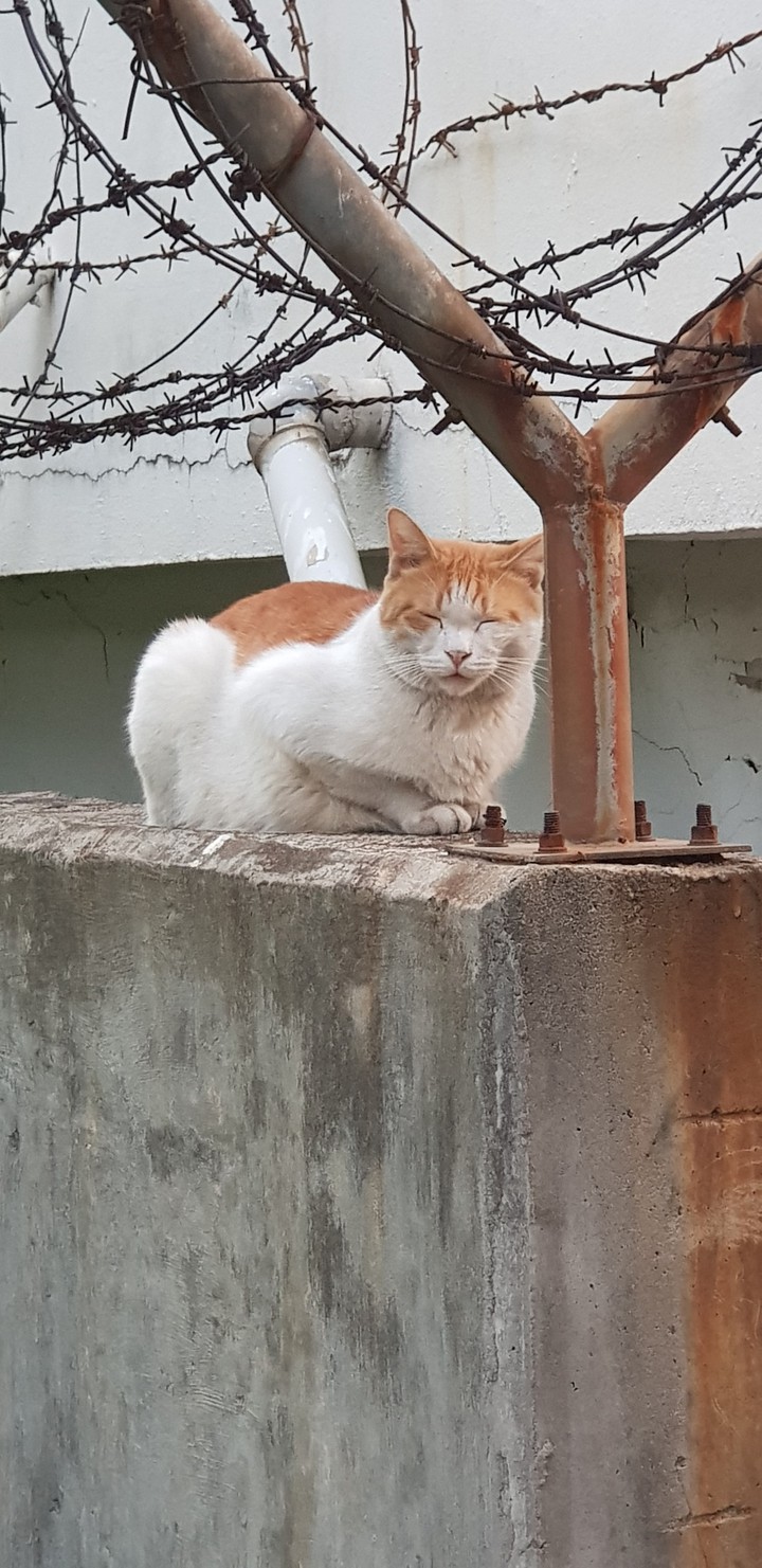 seoul cat sitting