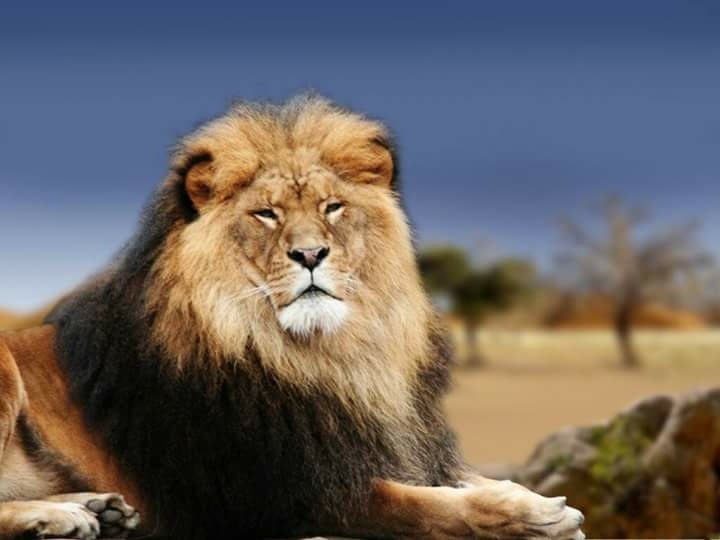 The King