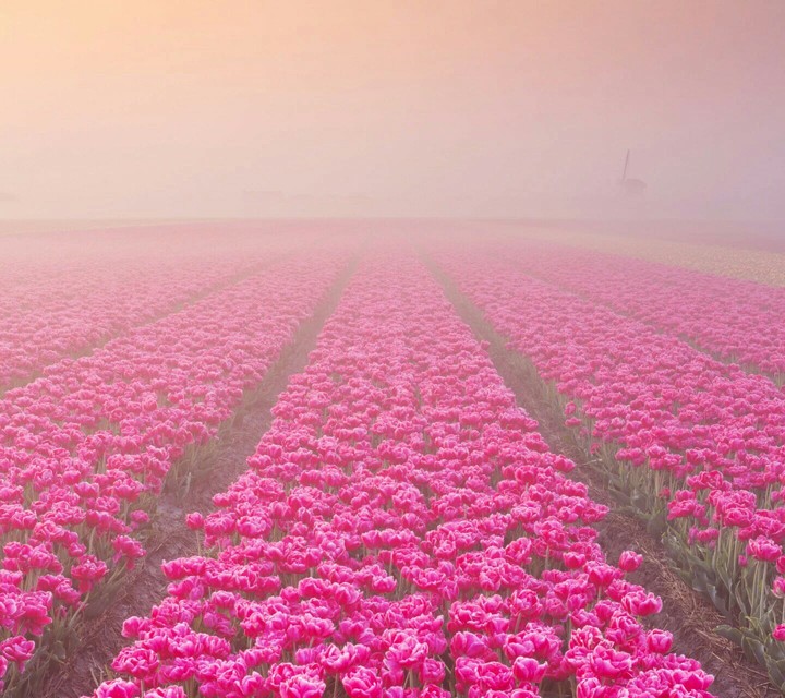 Pink glass