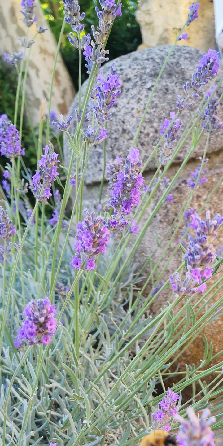 Lavanda