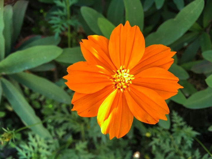 ORANGE IN THE NATURE