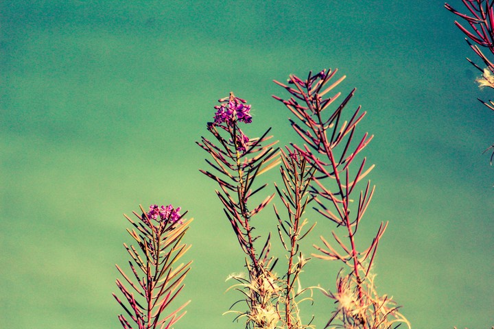 flowers