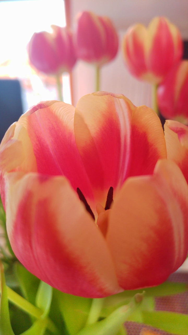 Tulip