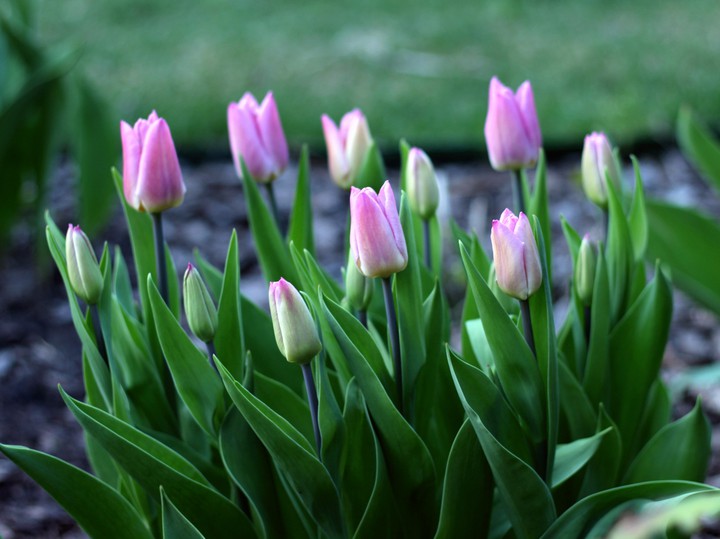 Beautiful bunch of tulips