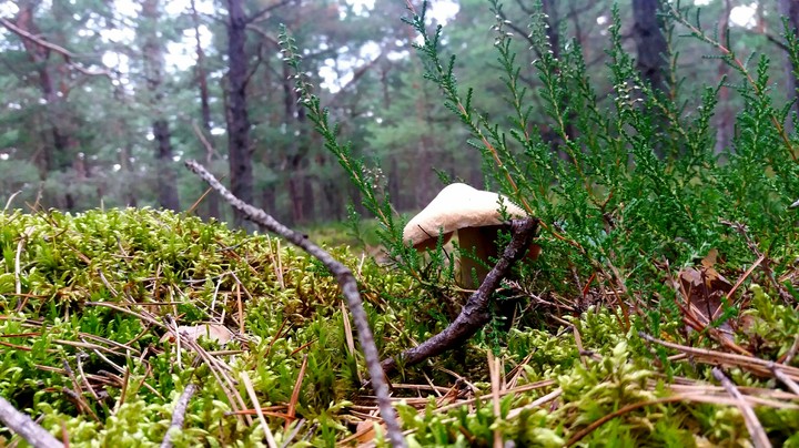 forest