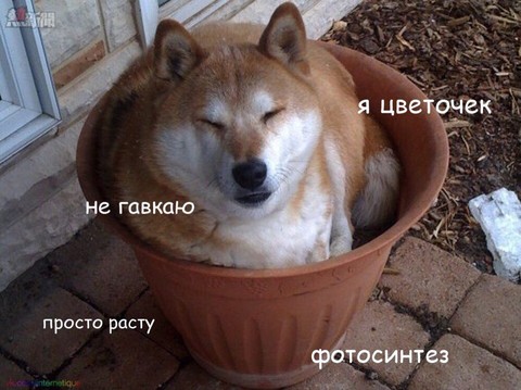 я светощик