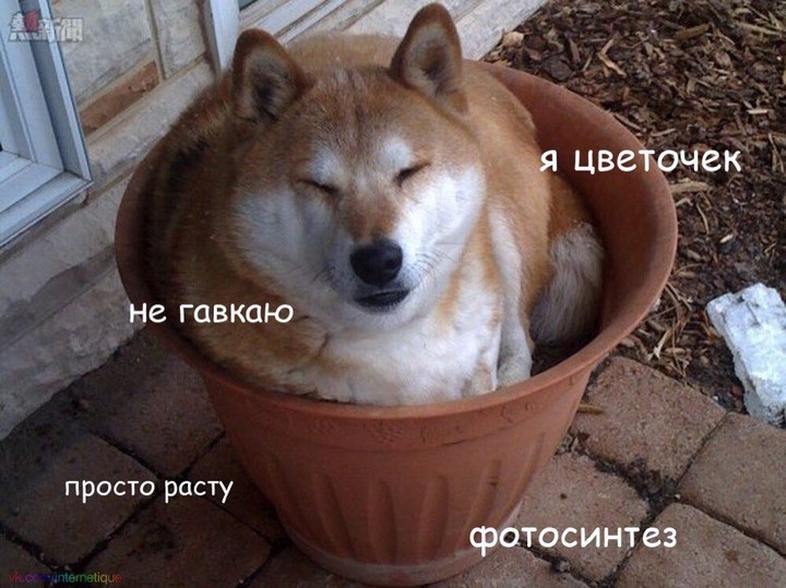 я светощик