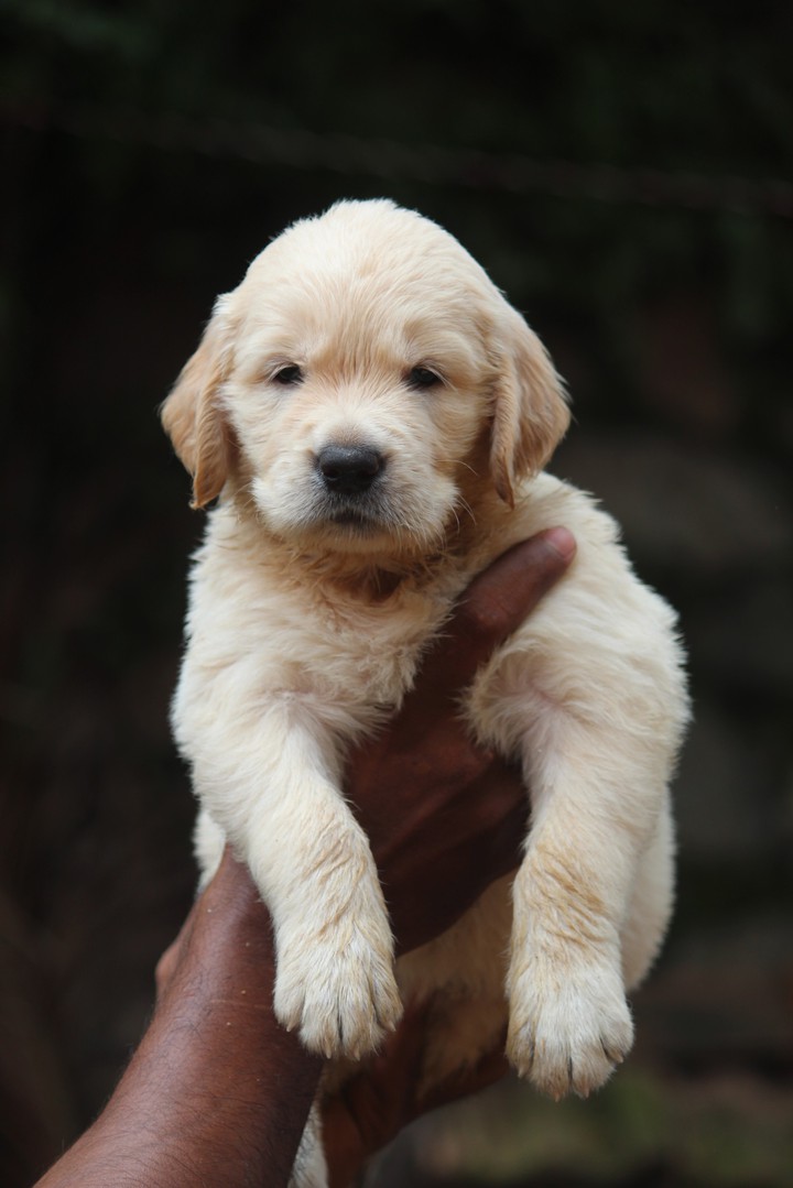 puppy love... ❤