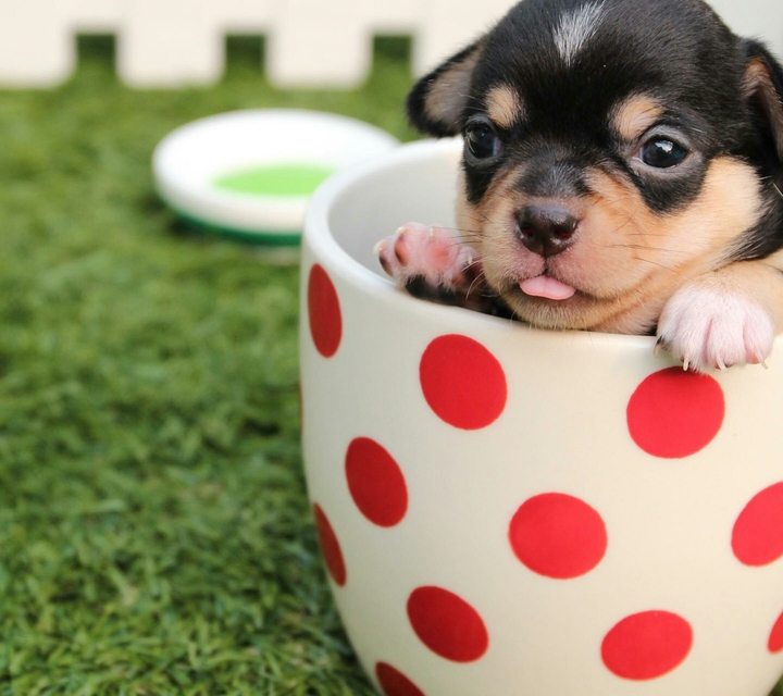 Puppy in a Cup