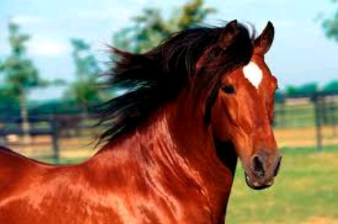 cavalo