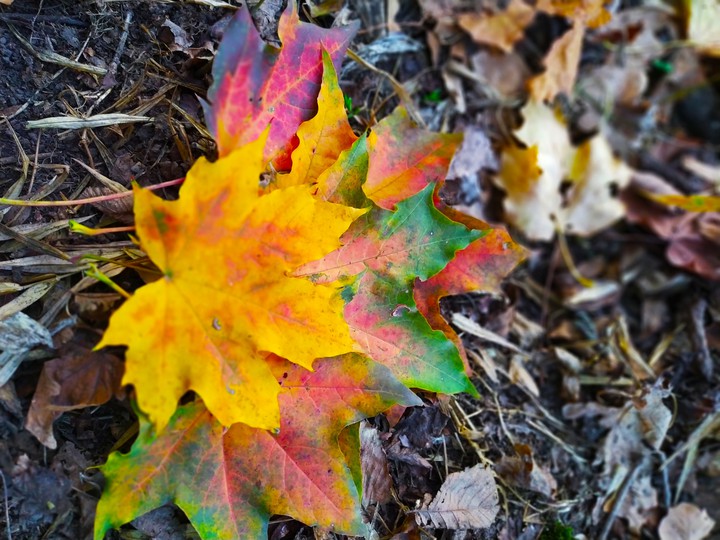 Autumn