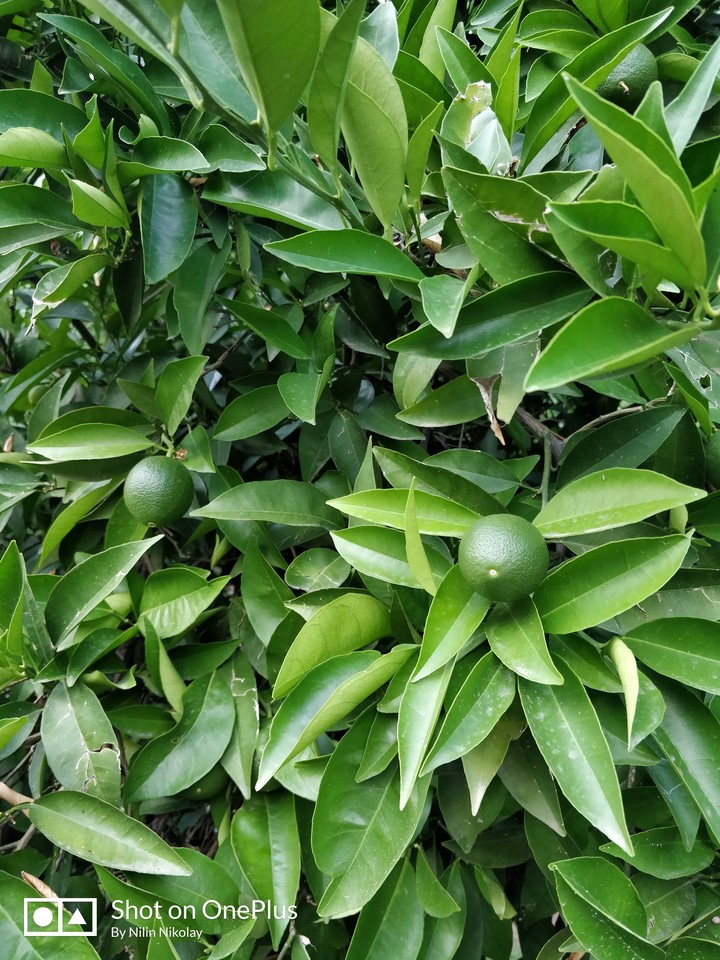 mandarin