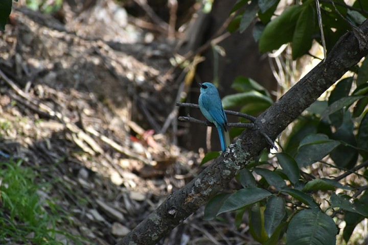 verditer flycatcher